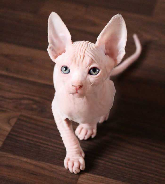 Filhotes de gato sphynx imagens