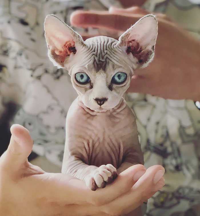 Filhotes de gato sphynx origens