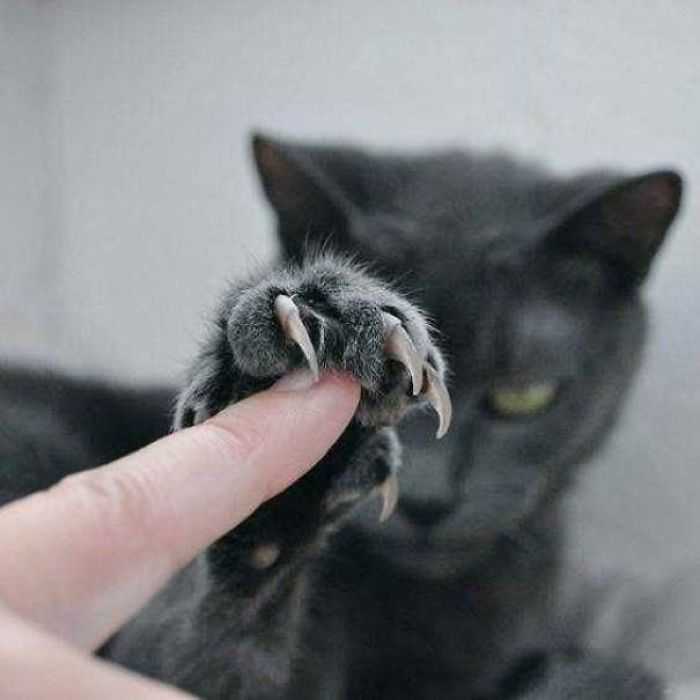 Gatinhos mostram as garras em fotos