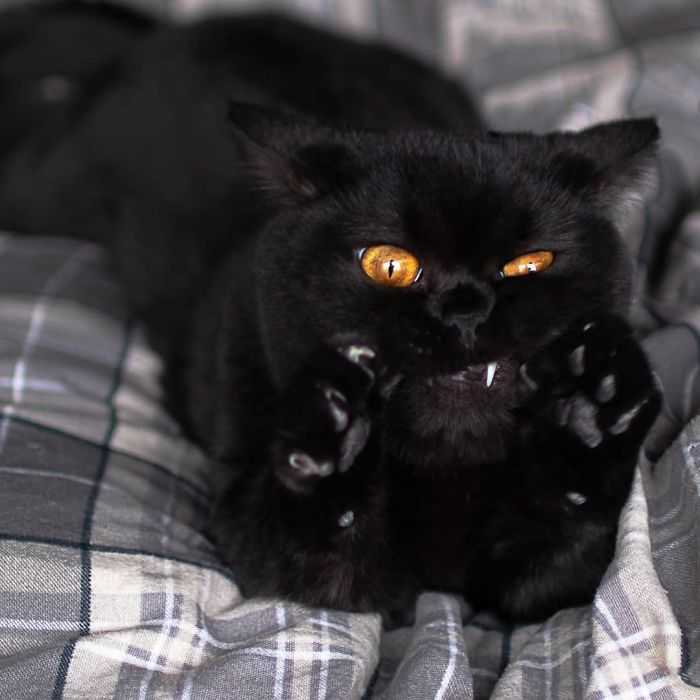 Gatinhos mostram as garras imagens