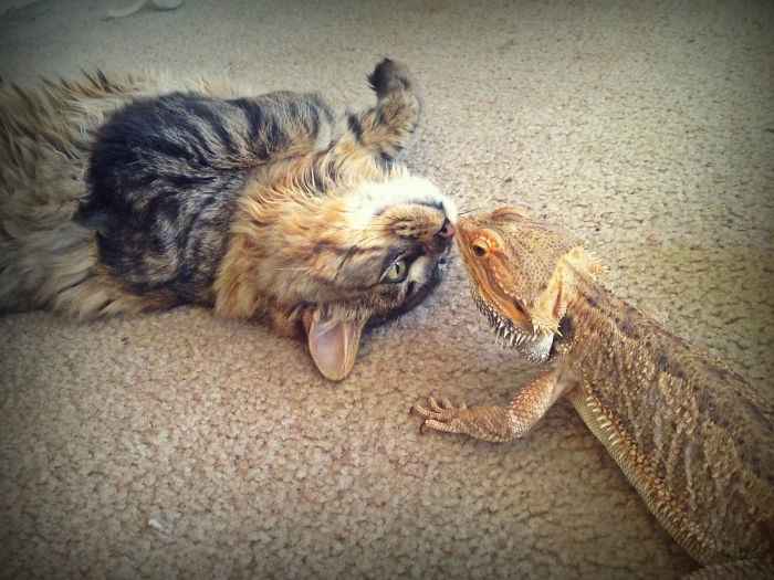 Gatos e lagartos amizade