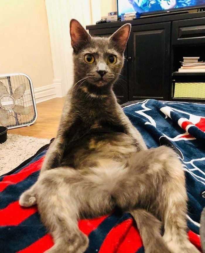 Morra de rir com gatos