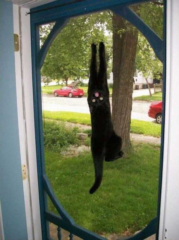 Morra de rir fotos gatinhos