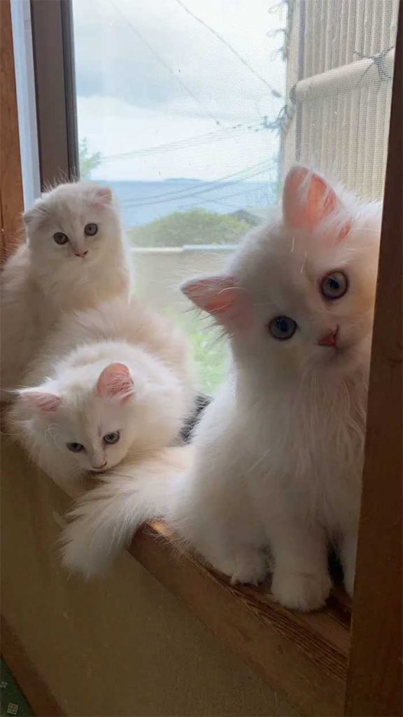 Pousada oferece gatinhos noite