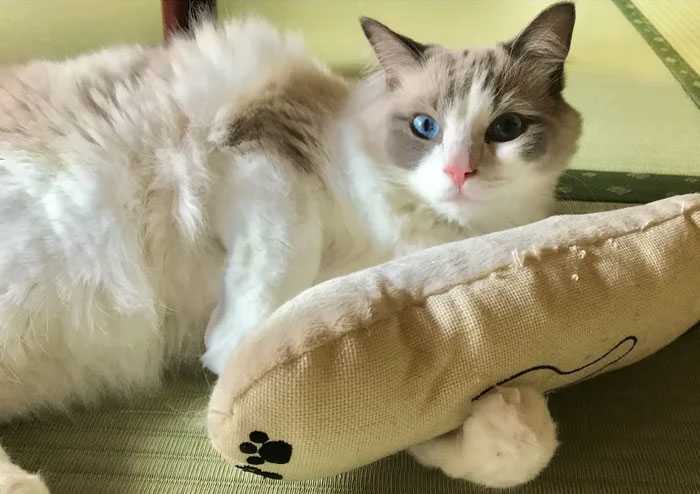 Pousada oferece gatinhos passar noite