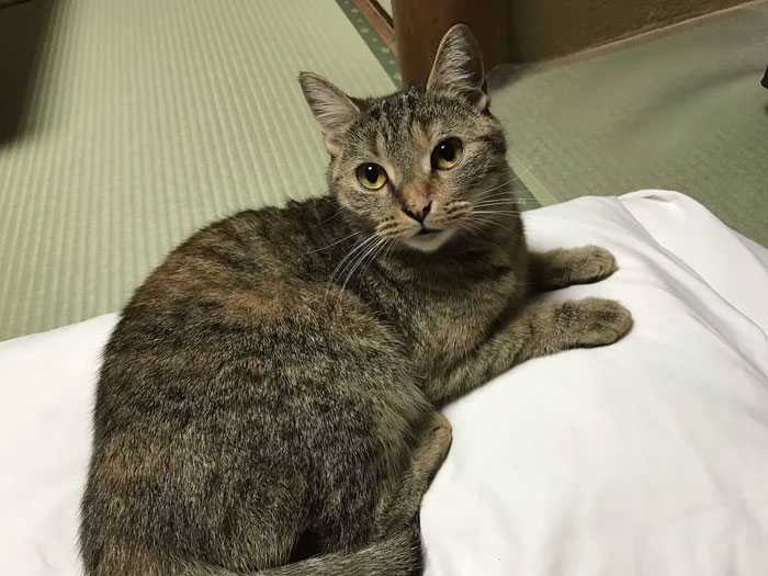 Pousada oferece gatinhos