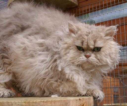gatos mais novos do mundo