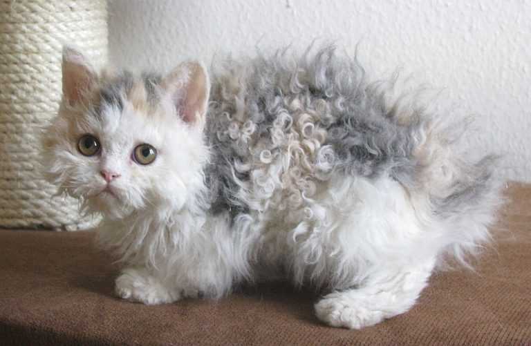 Qual é a raça de gatos mais nova do mundo oficialmente