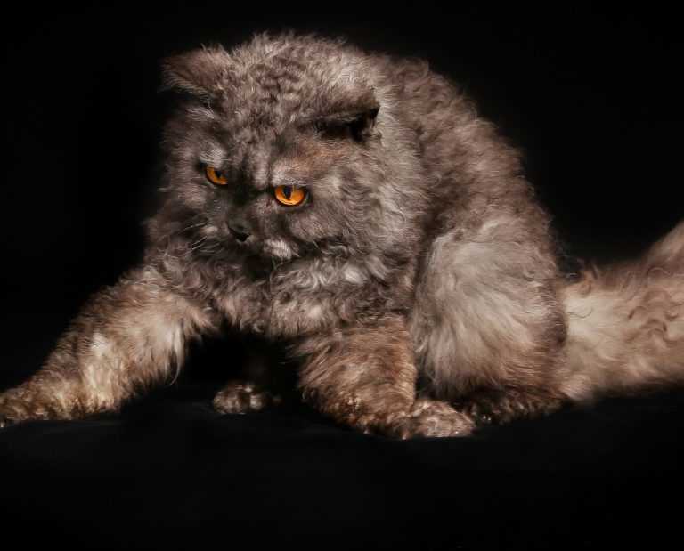 Qual é a raça de gatos mais nova do mundo fotos