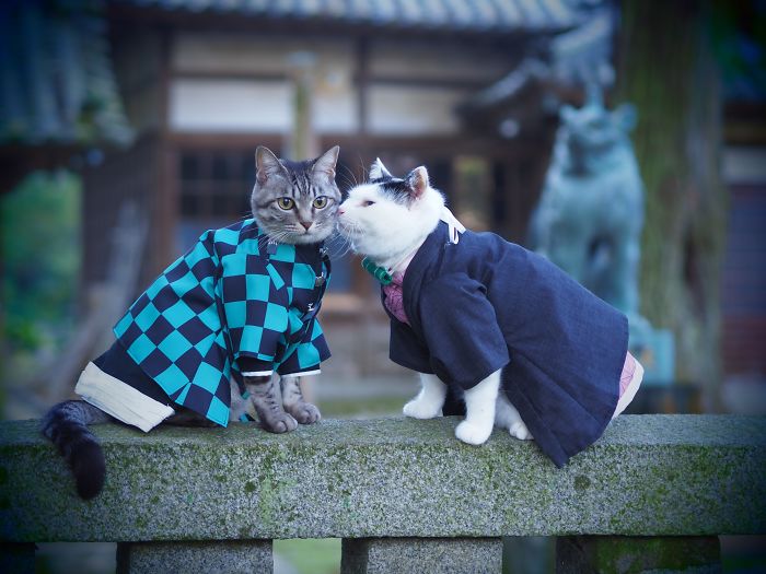 Roupas de gatinhos lindas