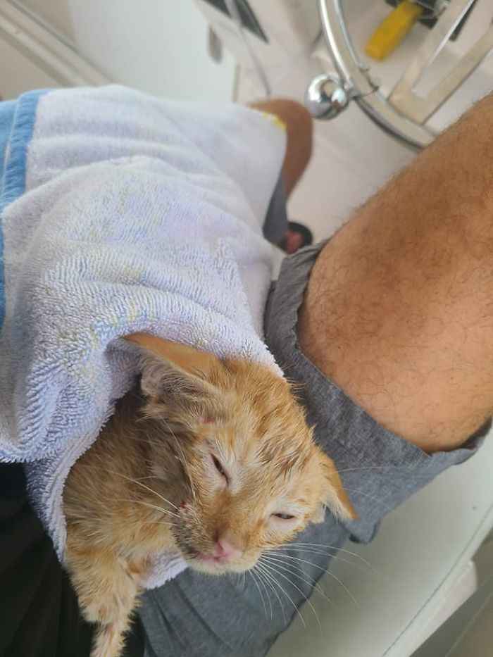 gato encontrado em alto mar