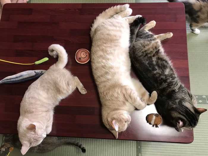 adoção de gatos