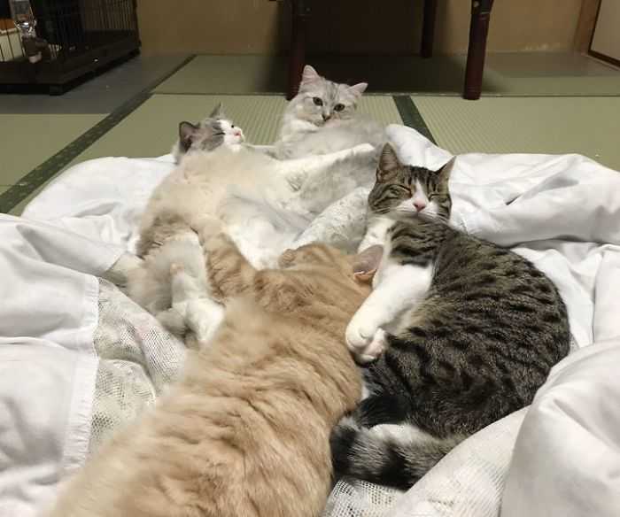 adotar animais