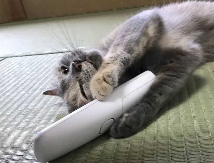 adote gato