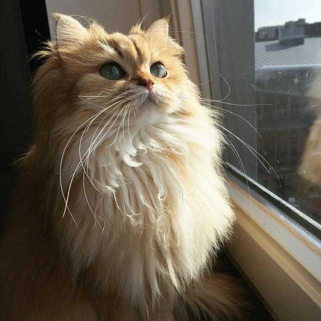 gata mais fotogênica do mundo fotos