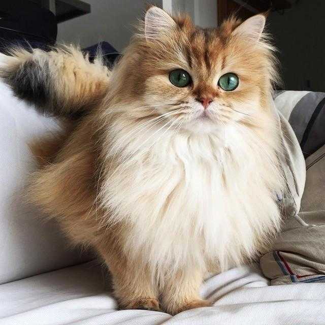gata mais fotogênica do mundo Smoothie