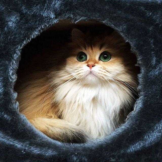 gata fofa