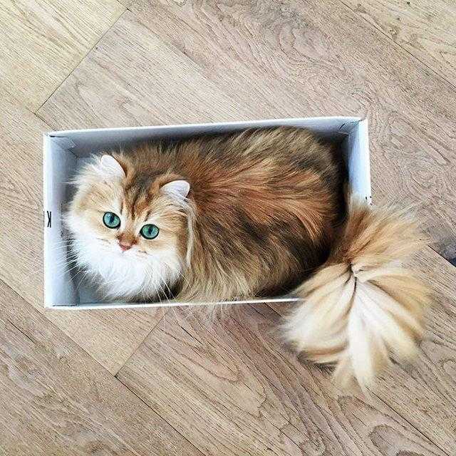 gatinha famosa no Instagram