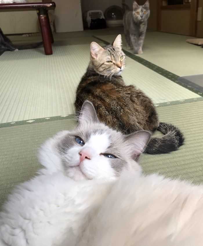 bichanos