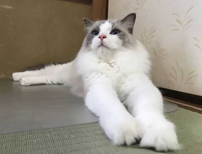 curiosidades adotar gato