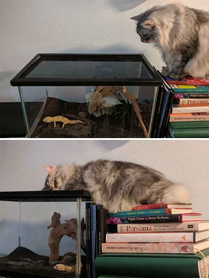 curiosidades sobre gatos