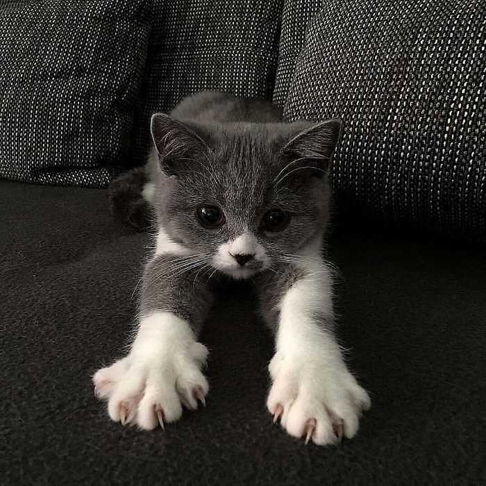 curiosidades sobre gatos