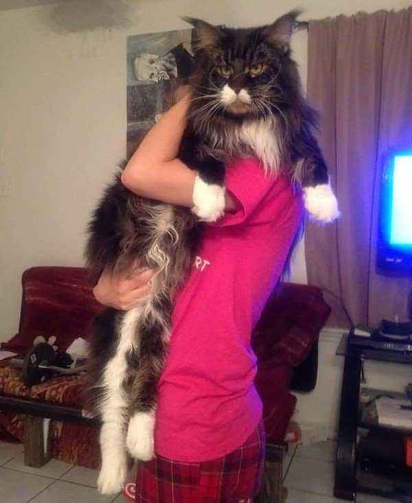 maior gato do mundo