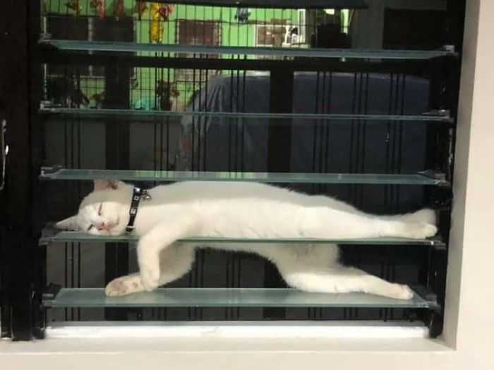 fotos de gatos