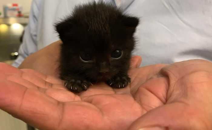 fotos de gatos
