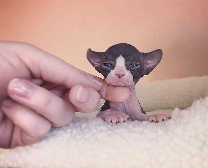 fotos gatinhos sphynx bebês