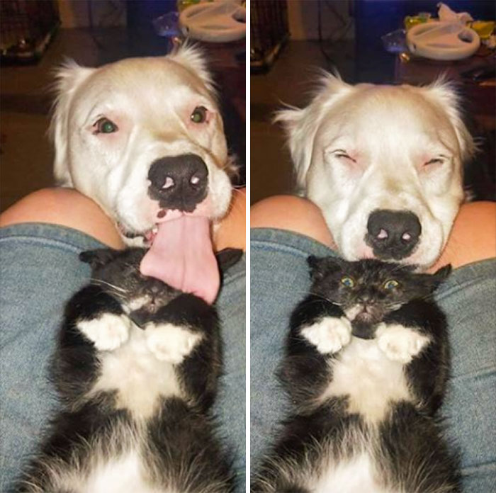 gatinho e cachorro