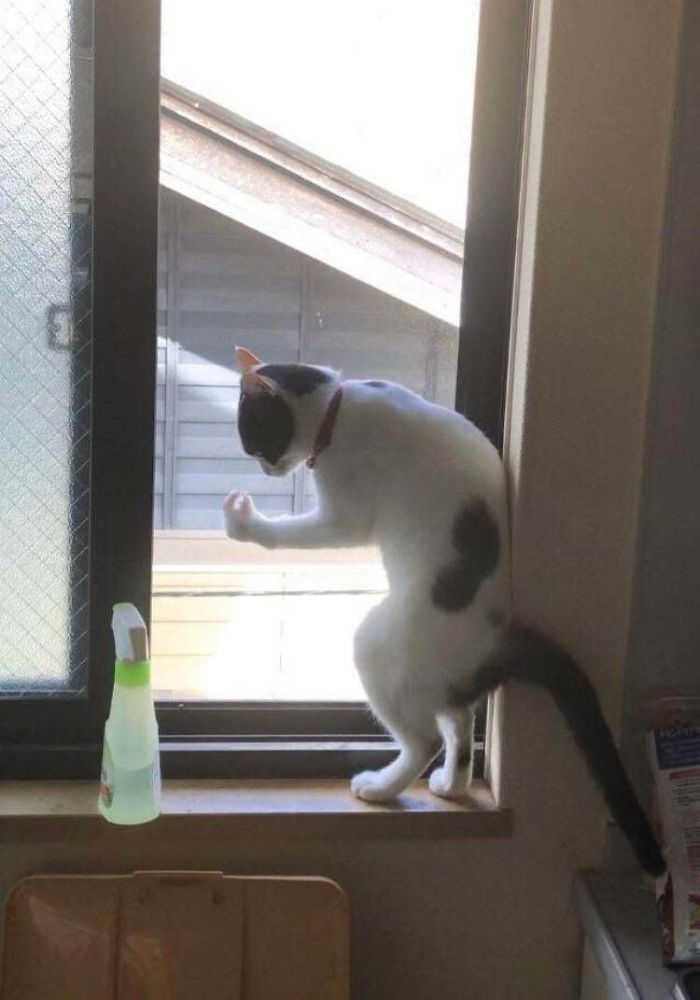 gatinhos engraçados fotos