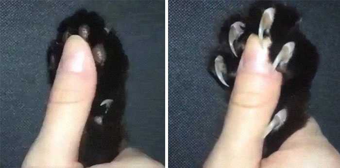 garra de gato