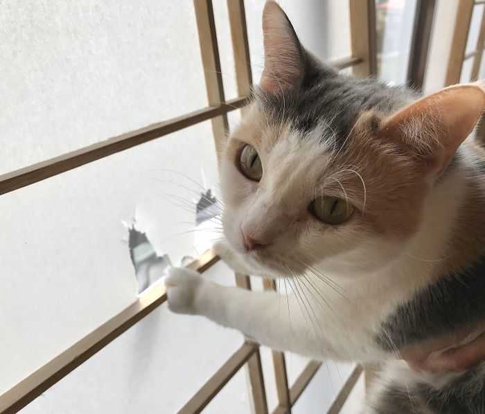 gatinho Japão