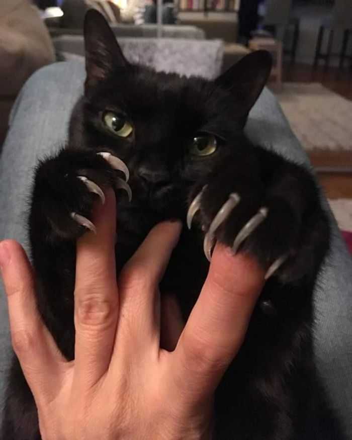 gatinho fofo lindo