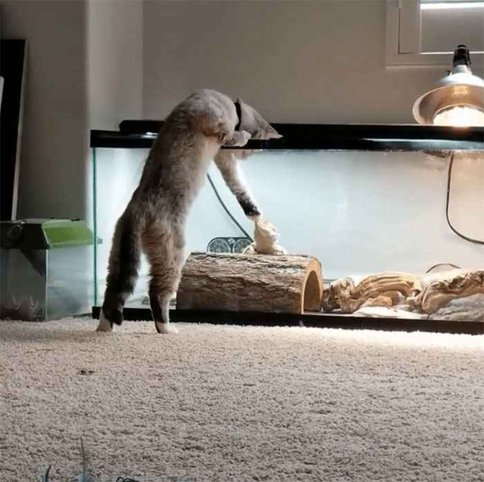 gatinhos brincando com outros animais