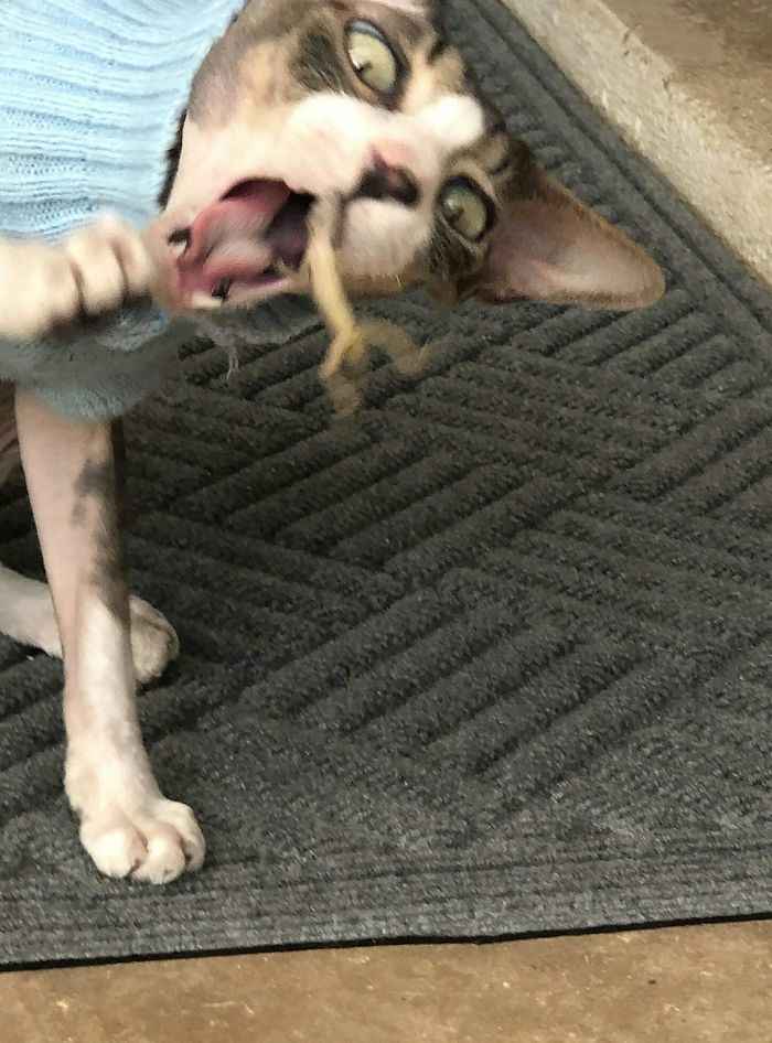gatinhos caçando