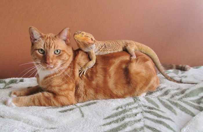 gatinhos e outros animais