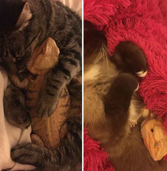 gatinhos fofos