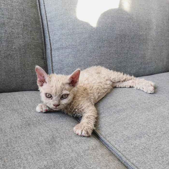 gatinhos raça Selkirk Rex