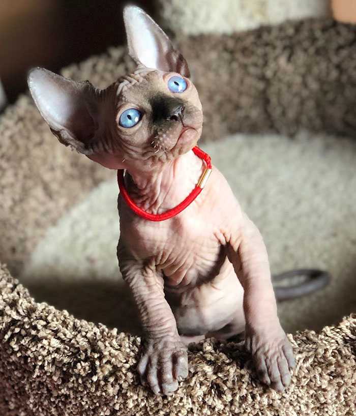 gatinhos sphynx bebês fotos