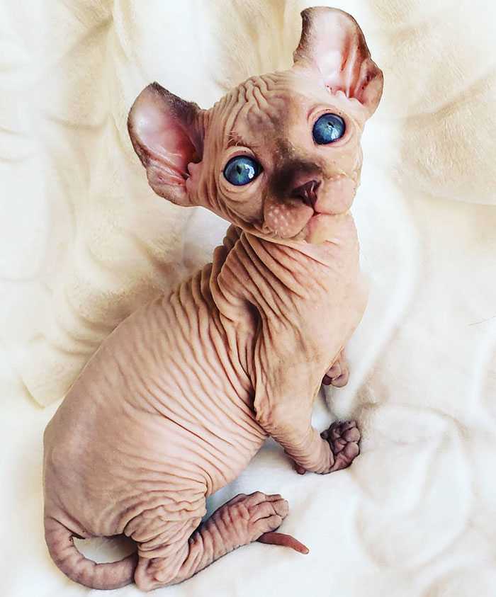 gatinhos sphynx bebês imagens