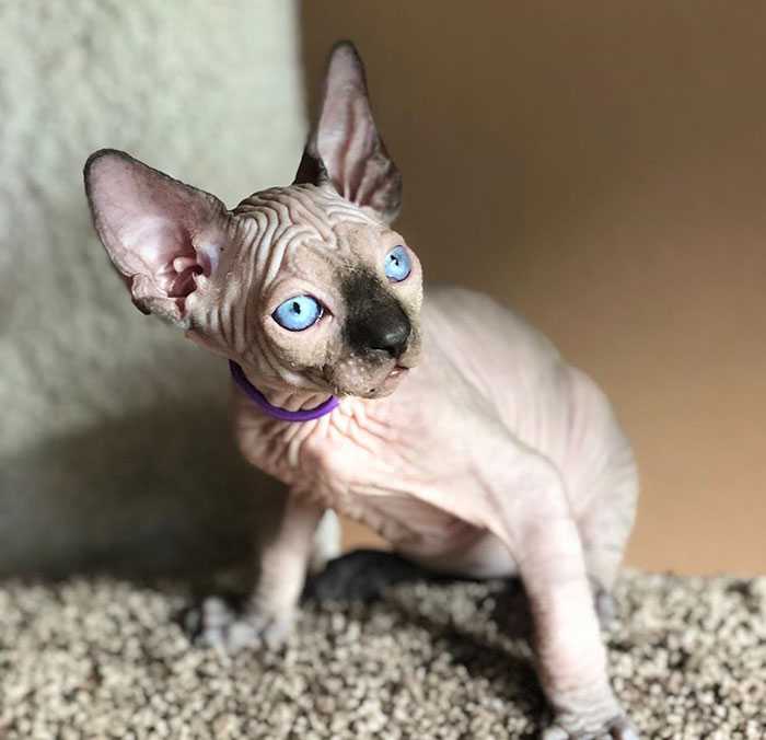 gatinhos sphynx bebês lindos