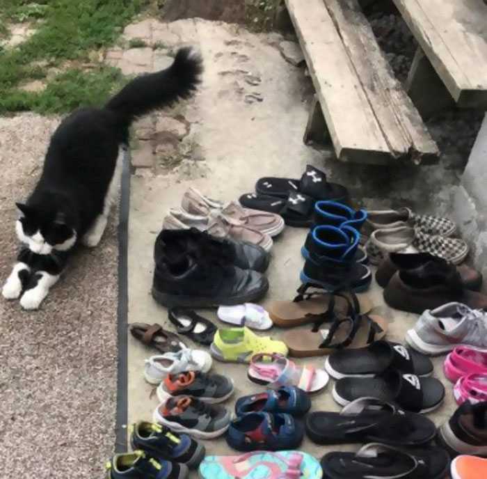 gato ladrão de sapatos