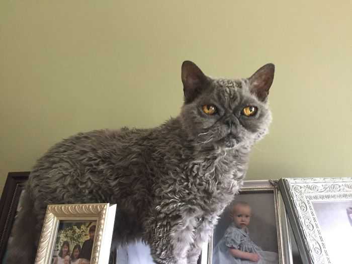 gato pelo encaracolado