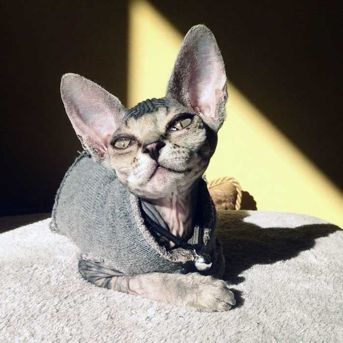 gatos lindos