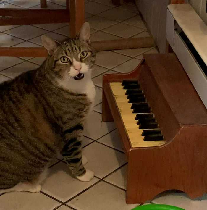 gato toca piano