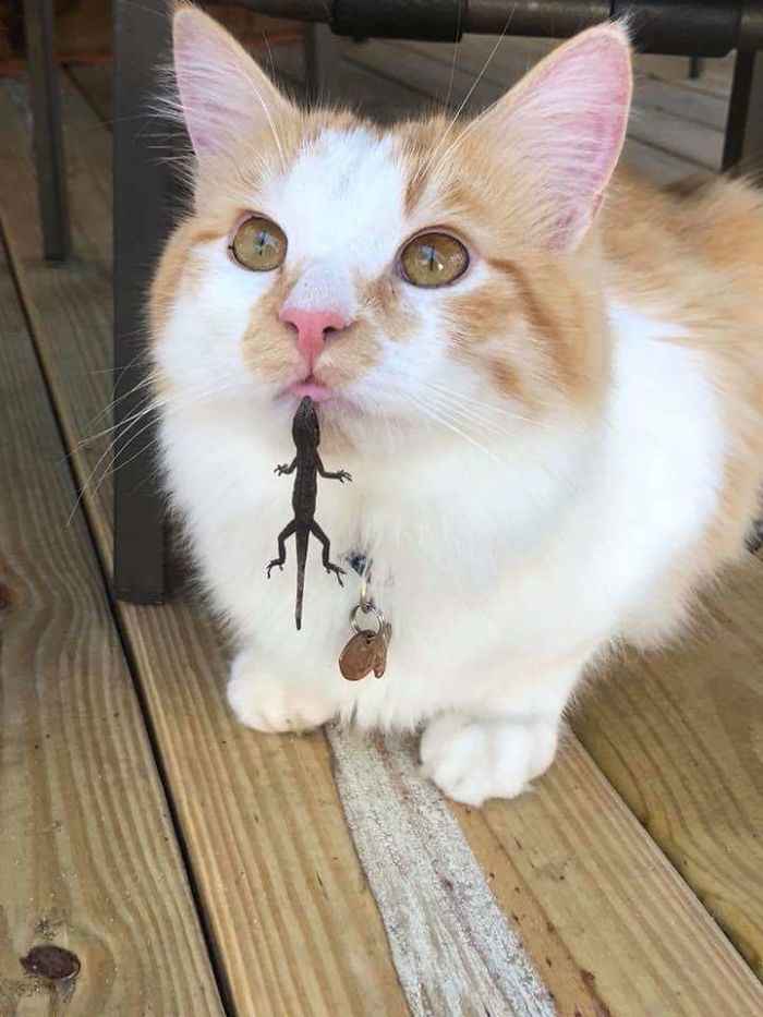 lagarto mordendo lábio de gato