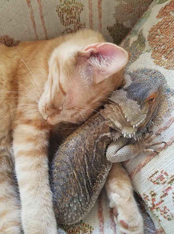 lagartos e gatos