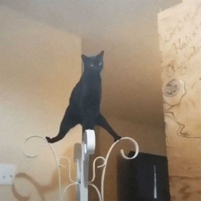 morra de rir com gatos internet